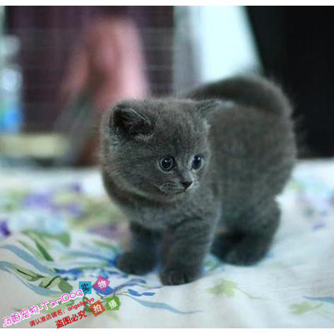 纯种英国短毛猫英短幼猫英短蓝猫活体家养出售上海支持上门g