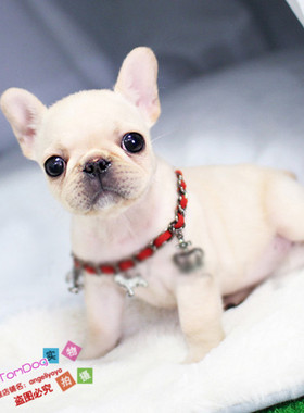 法斗纯种法国斗牛犬赛级法牛幼犬活体法斗法斗幼犬L007g