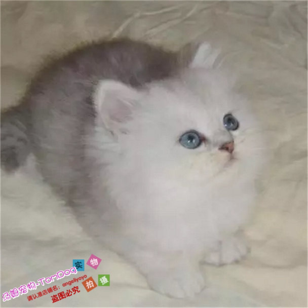 金吉拉幼猫家养金吉拉猫纯种幼猫长毛猫纯种金吉拉宠物猫活体g