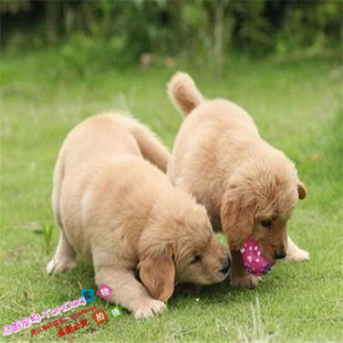 出售家养赛级双血统纯种活体金毛犬幼犬宠物狗狗金毛寻回犬猎犬g