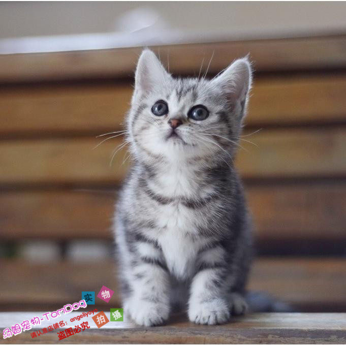 赛级美国短毛猫家养活体幼猫银虎斑加白起司猫美短加白宠物猫o