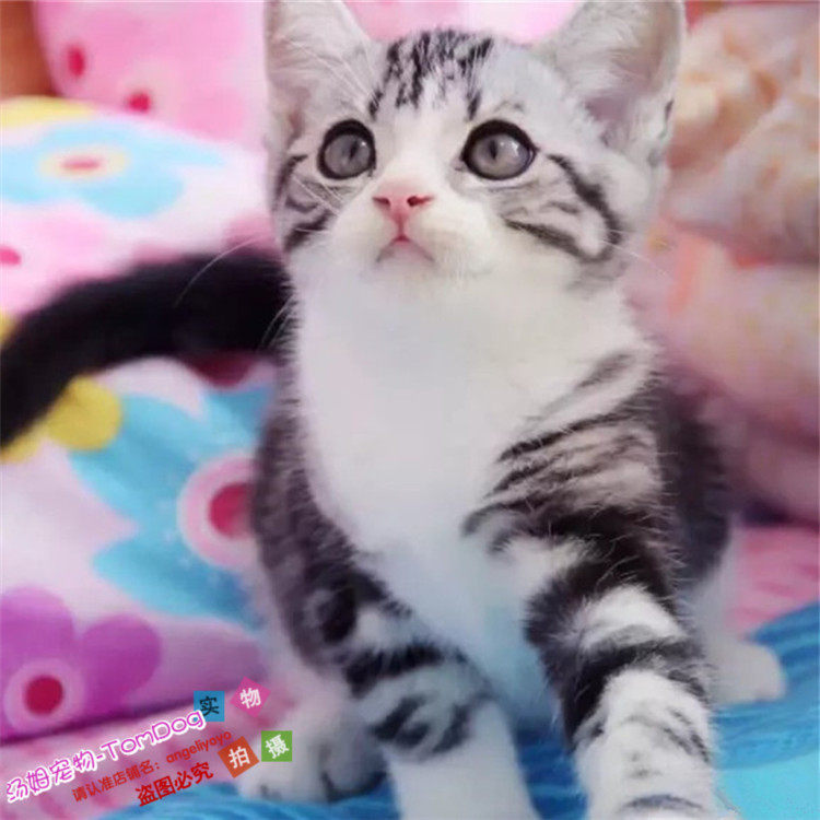 美短加白美国短毛猫美短加白起司猫宠物猫家养活体幼猫加白起司g,宠物/宠物食品及用品,猫咪,淘宝优惠券,粉丝福利购,淘宝优惠卷