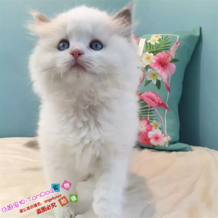 家庭饲养猫舍出售蓝双色布偶猫活体幼猫纯种宠物猫布偶猫海豹色g,宠物/宠物食品及用品,猫咪,淘宝优惠券,粉丝福利购,淘宝优惠卷