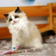 出售纯种健康布偶猫活体幼猫宠物猫布偶猫双色海豹包养活g
