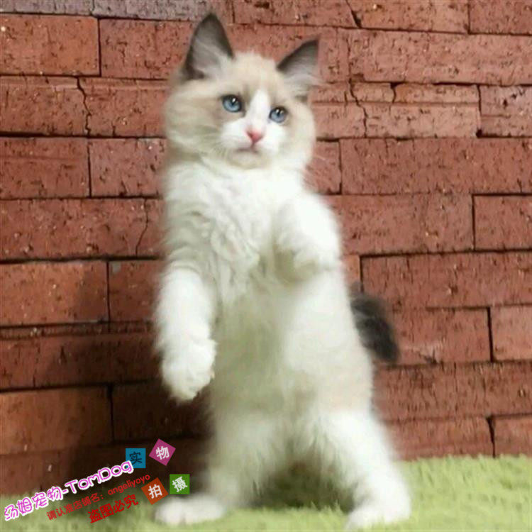 出售宠物猫咪美国布偶猫幼崽布偶猫纯种活体幼猫小猫血统蓝双色g