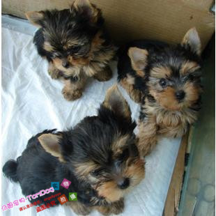 纯种活体约克夏幼犬小型家养宠物狗狗迷你茶杯约克夏狗狗活体g