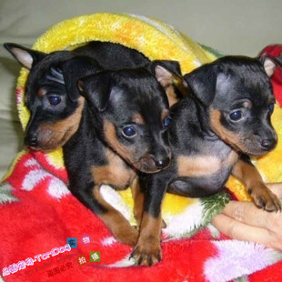 家养德系家养高大威猛杜宾幼犬血统纯正骨骼大g