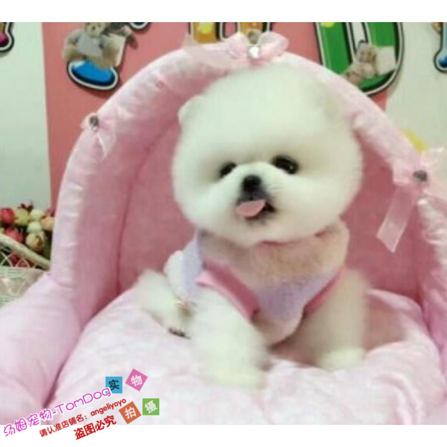 上海家养纯种博美幼犬长不大袖珍犬迷你狐狸宠物狗活体可上门挑g