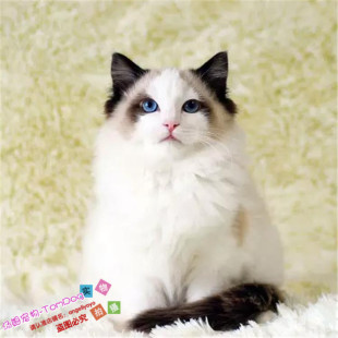 CFA注册猫舍出售纯种布偶猫双色蓝眼活体布偶幼猫活体宠物猫g
