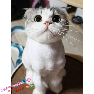 出售宠物猫咪活体美短猫活体加菲猫折耳猫英短猫蓝猫波斯猫幼猫g