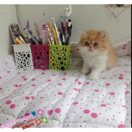 加菲猫宠物活体猫咪单血统红虎斑纯种异国长毛宠物加菲猫幼猫g