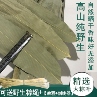 特大号粽子叶野生干粽叶精选大粽叶中号大棕叶新鲜箬竹叶今年新叶