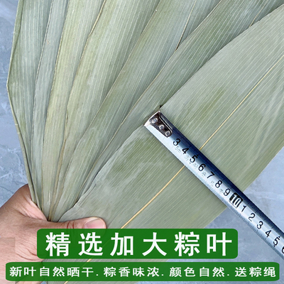 新叶大码粽叶干大号新鲜粽子叶包粽子专用棕叶加大100片免邮江西