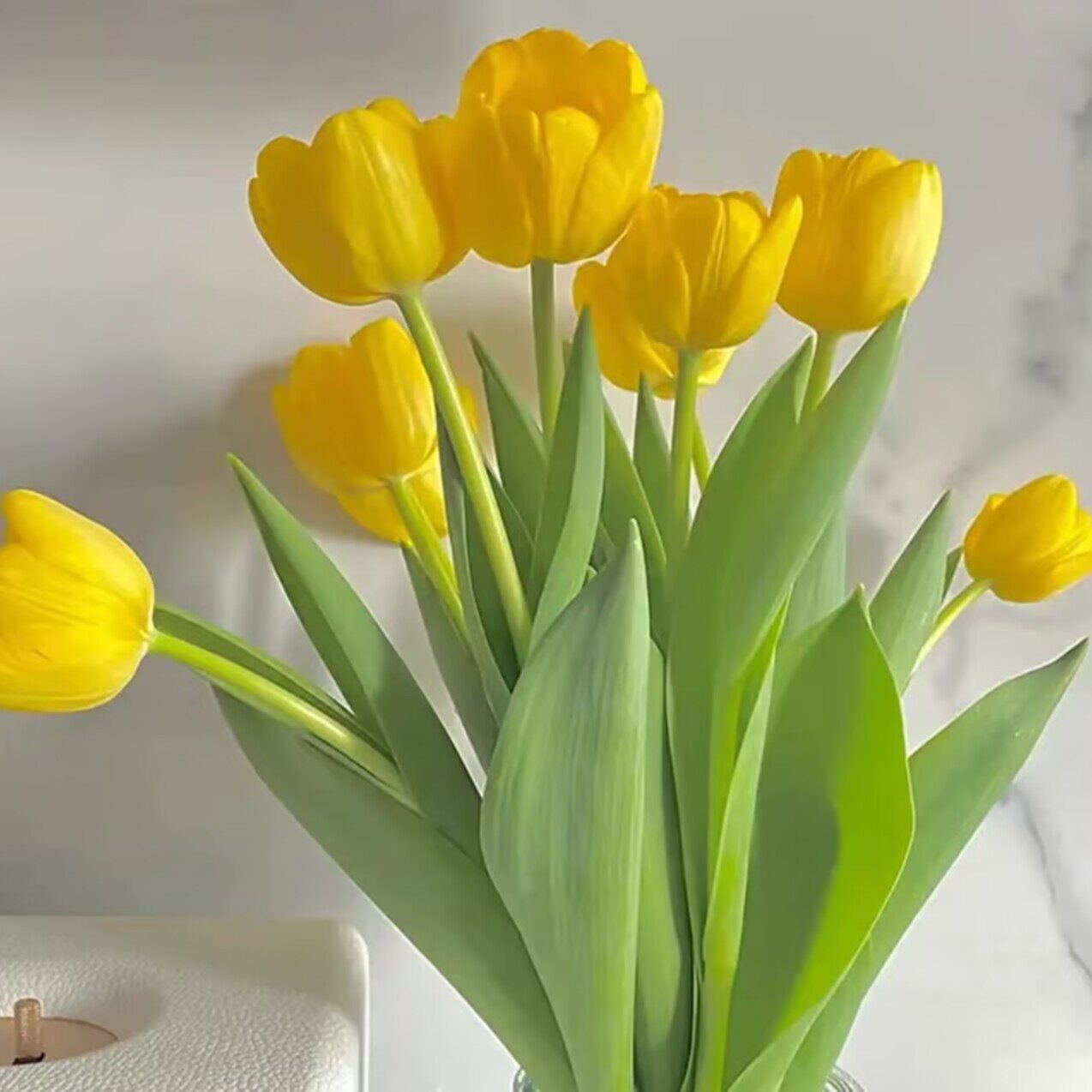 【裸球5球装-只有种球】五度球荷兰进口大球郁金香盆栽土培耐寒