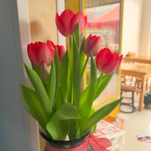 【5颗带盆种好发货】五度球荷兰进口大球郁金香盆栽土培耐寒花卉