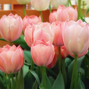 【10颗带盆种好发货】五度球荷兰进口大球郁金香盆栽土培耐寒花卉