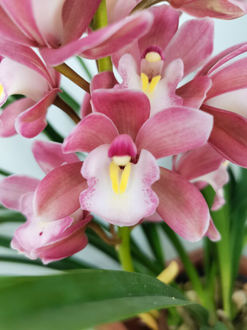 【晗兰阁_樱花兰花】 浓香型兰花苗盆栽植物室内观赏花卉绿植