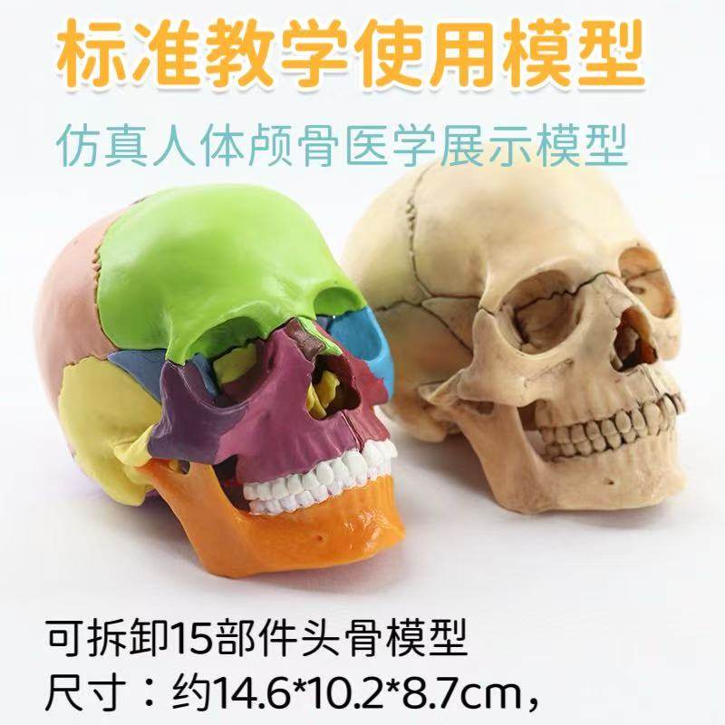 教学用具可拆分15部件头颅骨模型原色彩色头骨模型医用医美牙科,文具电教/文化用品/商务用品,教学标本/模型,淘宝优惠券,粉丝福利购,淘宝优惠卷
