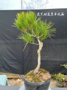 黑松微型小品中型盆景 掌上松柏盆栽 办公室室内绿植一物一拍