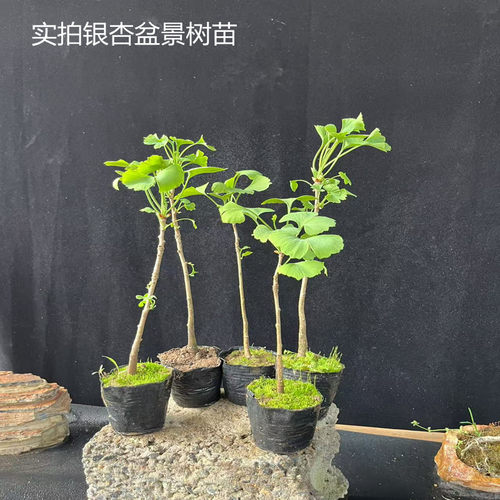 银杏桩桌面办公桌盆景包邮