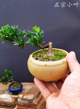小叶子米罗汉松树盆景微型小品茶桌办公室阳台盆栽绿植摆件木本