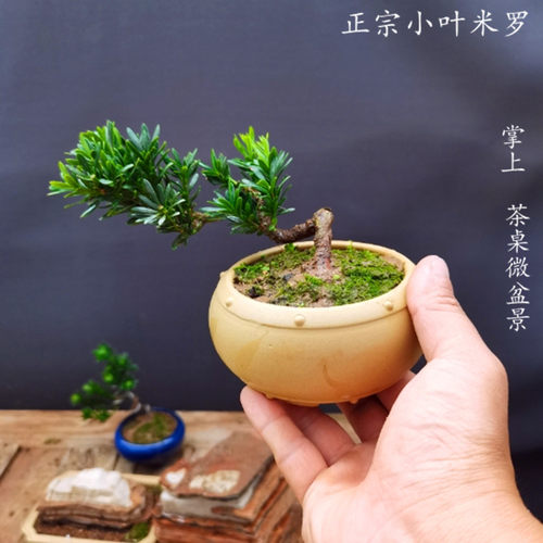 小叶子米罗汉松树盆景微型小品茶桌办公室阳台盆栽绿植摆件木本