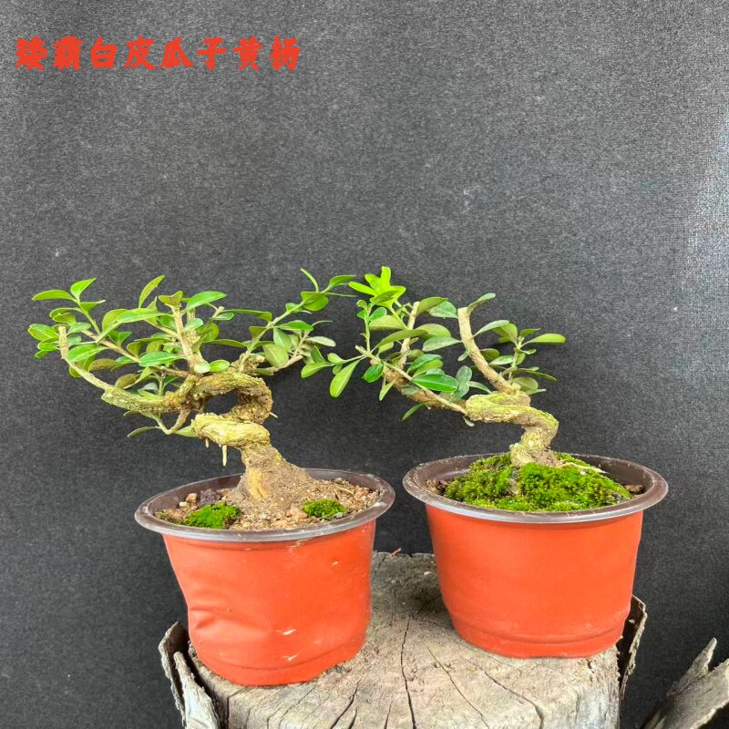 微型小品盆景矮霸白皮瓜子黄杨对接白蜡系鱼川真柏办公桌阳台庭院