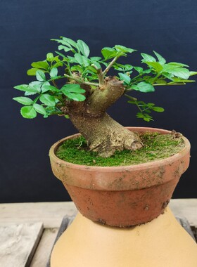 对节白蜡盆景老桩 对接白腊树桩 办公室室内好养盆景植物一物一拍