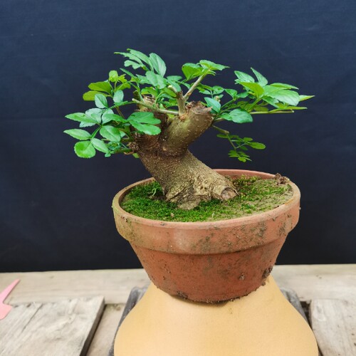 对节白蜡盆景老桩 对接白腊树桩 办公室室内好养盆景植物一物一拍