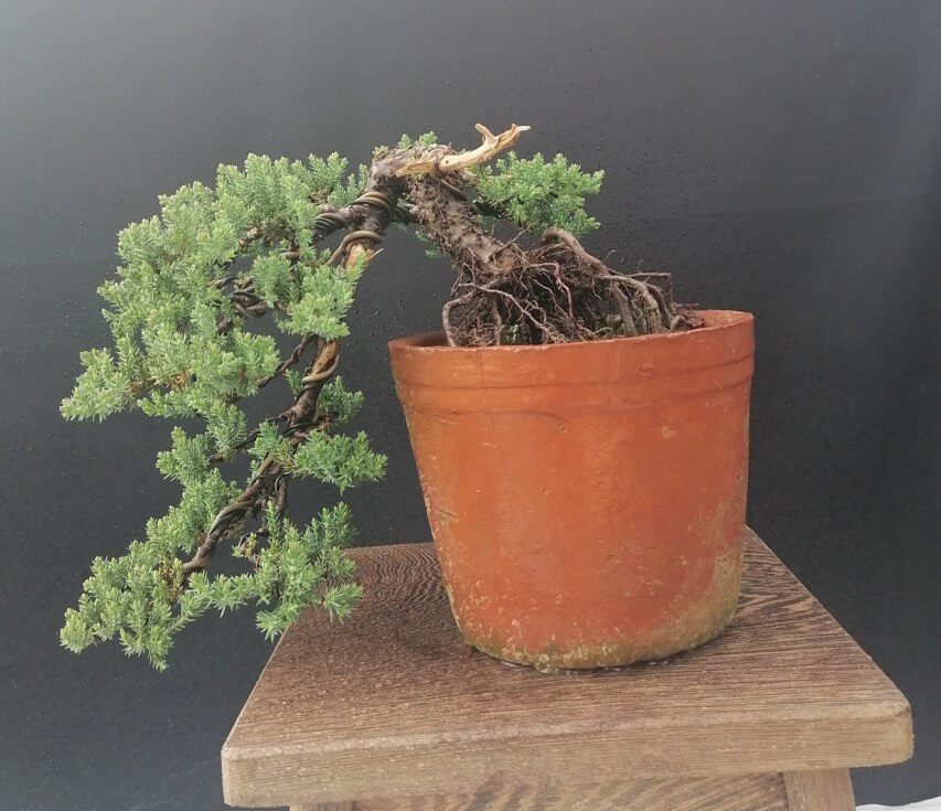 实拍微型新西兰珍珠柏小品盆景常青办公桌植物柏树净化空气