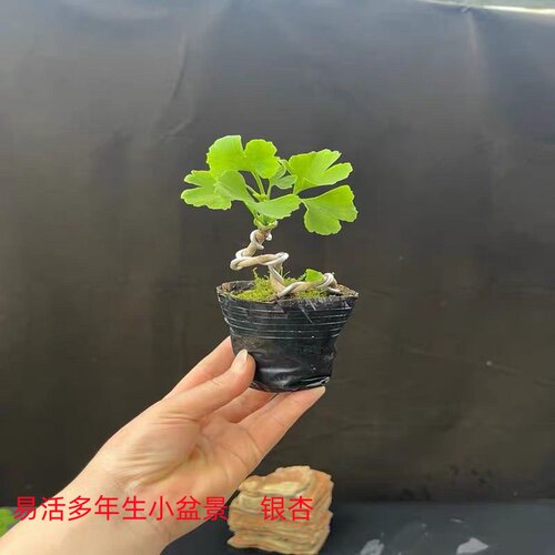 美观办公桌阳台室内盆景小