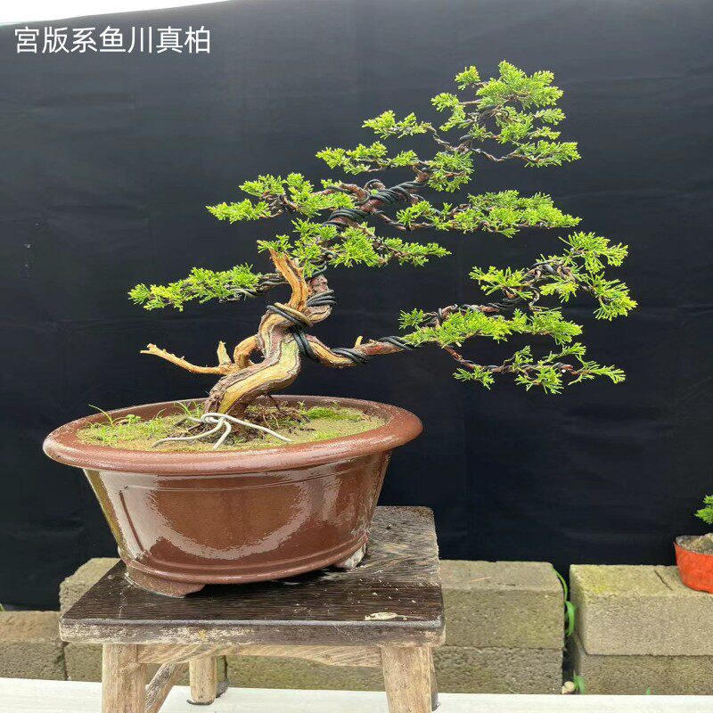 微型盆景真柏日本八房米叶宮版系鱼川真柏多杆丛林盆栽包邮实拍