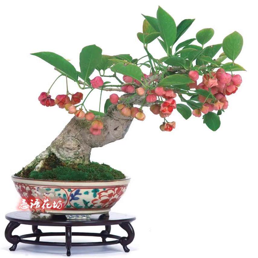微型小盆景真弓卫矛 日本  秋冬红叶精品桌面办公桌盆景盆栽