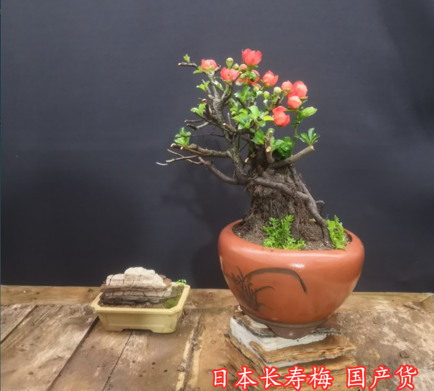 日本盆景小品价格 日本盆景小品图片 星期三 日本盆景小品价格 日本盆景小品图片 星期三