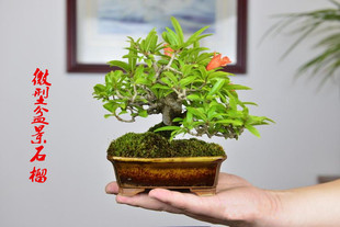 小品盆景叶石榴盆景微型迷你型红灯笼掌上桌面开花结果小盆栽绿植