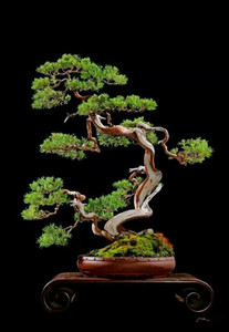 特价木古架小品日本纪州真柏济州真柏盆景盆栽室内室外绿植四季常