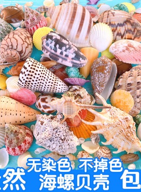 天然贝壳海螺鱼缸造景手工diy