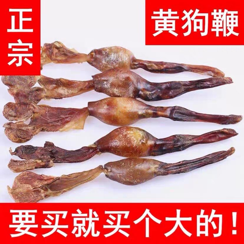 黄狗鞭新鲜黄狗肾食用泡汤中药材