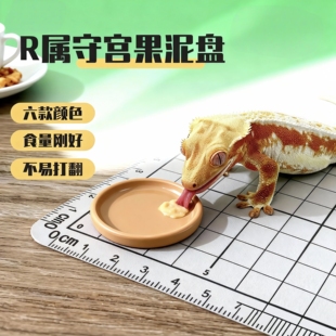 R属守宫专用果泥食盆喂食果泥盘睫角守宫盖勾亚果泥碗适用亚成体
