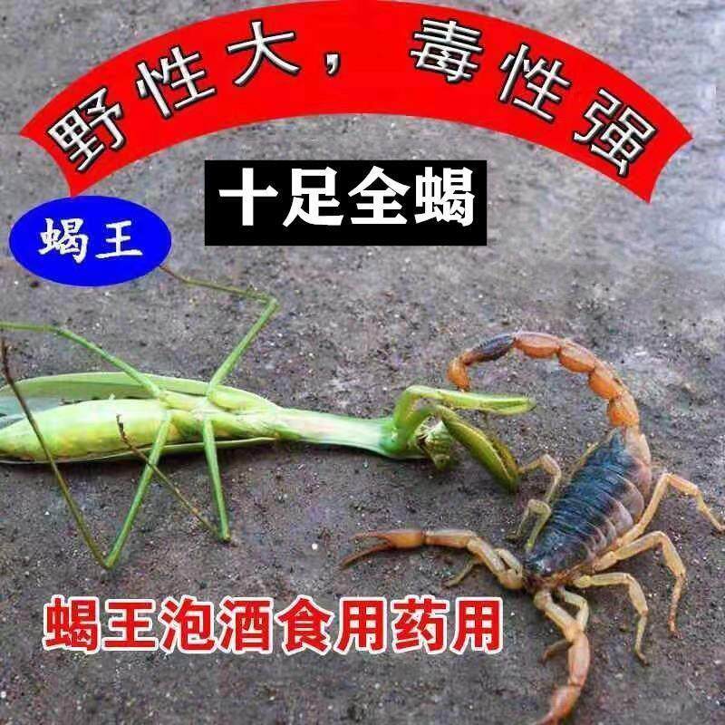 蝎子活野生沂蒙十足全蝎活蝎子宠物孕蝎子活体泡酒食用东亚钳蝎苗