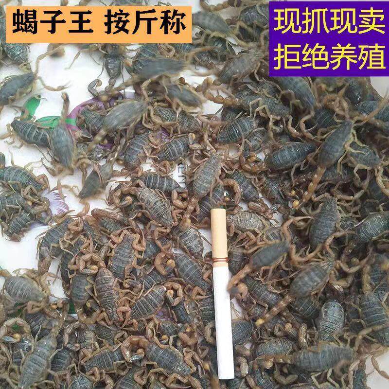 礼盒装沂蒙山活蝎子野生食用活虫十足全蝎子油炸泡酒药用煲汤烧烤