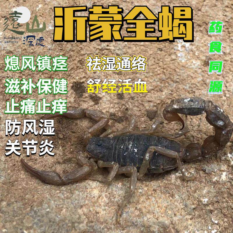野生蝎子食用活体沂蒙山全蝎蝎子活泡酒煲汤入药油炸蝎子药用全虫