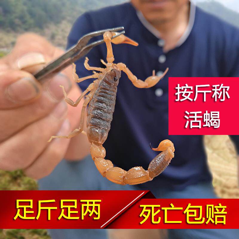 按斤称沂蒙全蝎药用活蝎子活体活物全虫