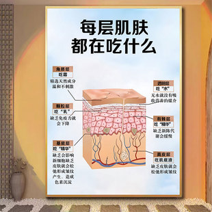 皮肤分层图美容院每层肌肤吃什么广告面部抗衰挂画皮肤结构图海报