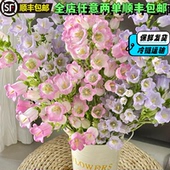 风铃花鲜花小众家用高级水培插花云南鲜花新鲜极速达云南基地直发
