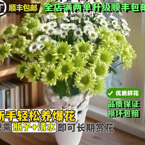 鲜花三文鱼小雏菊水养插花