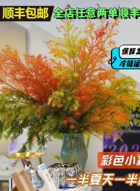 超A级千层金鲜花可干花插花水养云南基地直发家用绿植春节年宵花