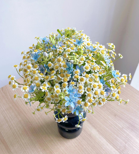 小菊向日葵鲜花配草云南基地直发