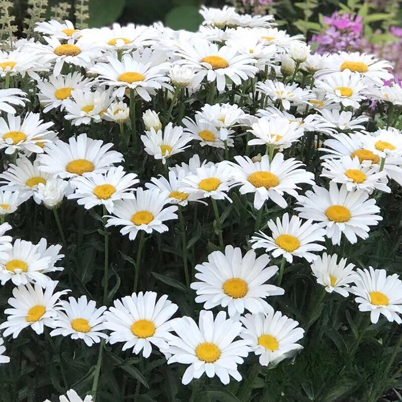 新疆大滨菊种子五色菊花种庭院花卉种子多年生花种子花籽草花
