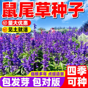 蓝花鼠尾草种子室外庭院耐寒花籽四季播种一串兰花种籽孑盆栽